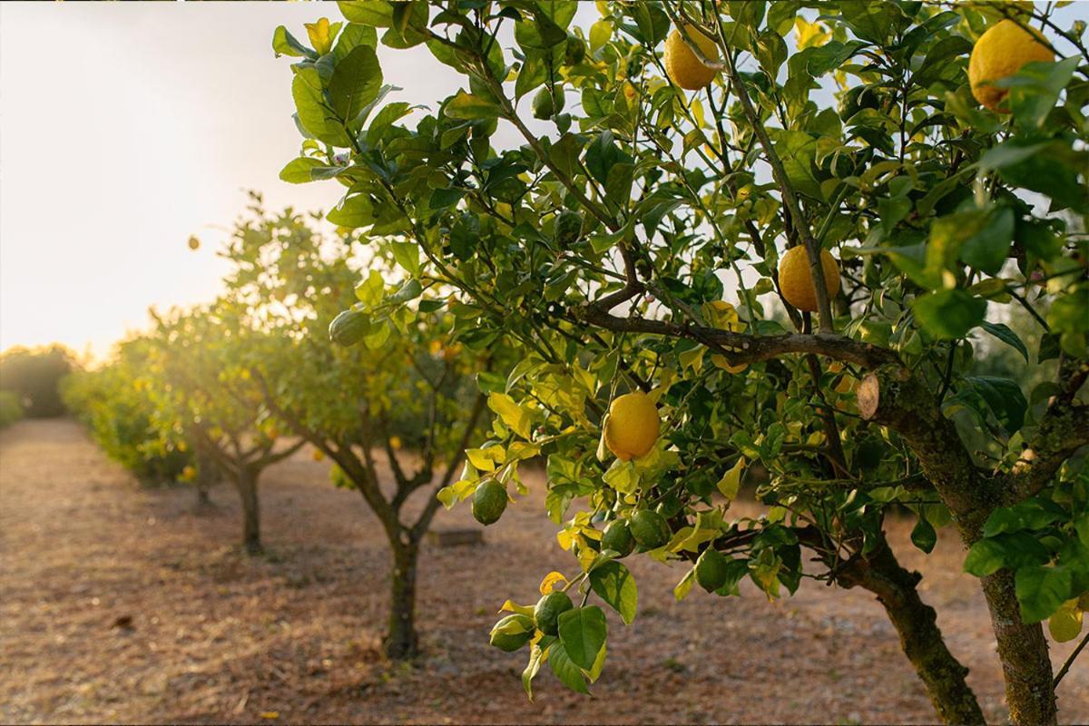 La Farm Baleares (adults Only) Nocleg ze śniadaniem Santa Maria del Cami (Mallorca)